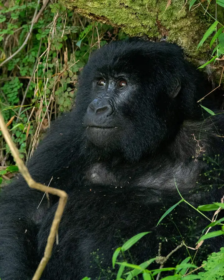 Mountain gorilla looking up through the forest